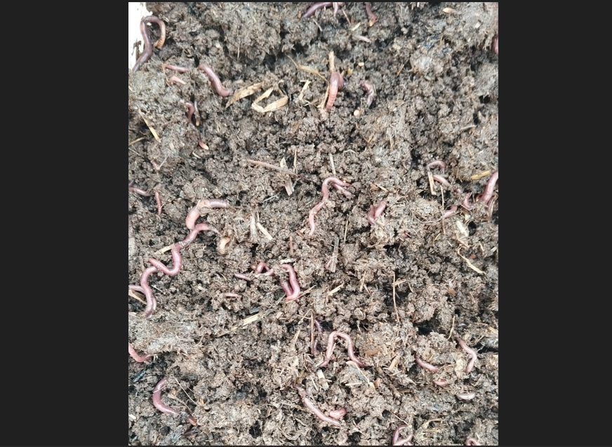 Worm culture 2